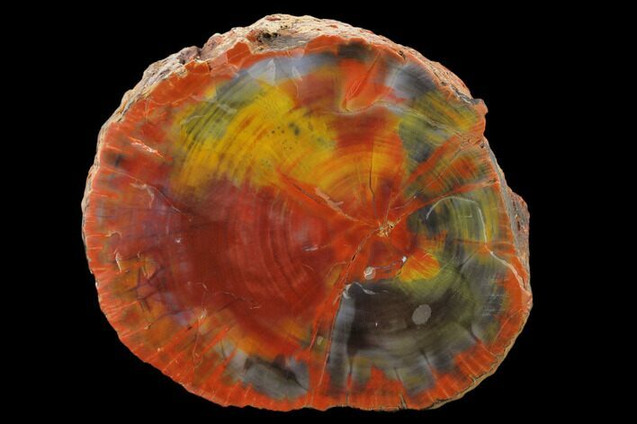 Polished, Rainbow Petrified Wood (Araucarioxylon) - Arizona #159712